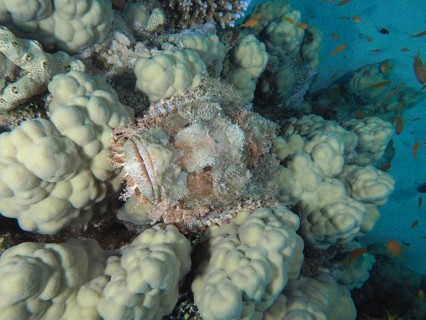 Fringed scorpionfish (Scorpaenopsis oxycephala) in perfect camouflage within a coral landscape
