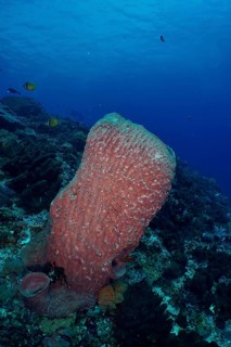 Barrel sponge, barrel sponge (Xestospongia testudinaria) protruding from the underwater vegetation,