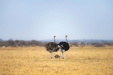 Common ostrich (Struthio camelus), adult female and male with six young, chicks, animal family,
