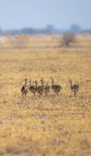 Common ostrich (Struthio camelus), six juveniles, chicks, African savannah, Nxai Pan National Park,