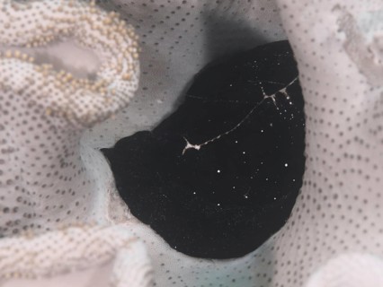 Black creature with light spots, large ice snail (Ovula ovum), hiding in a soft coral. Dive site