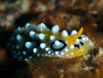Vivid yellow nudibranch with white dots, eyespot wart slug (Phyllidia ocellata), on dark background