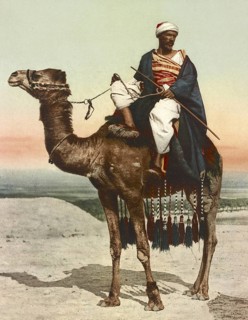 Bedouin with his camel, riding, Cairo, Egypt, digitally restored reproduction from a 19th century