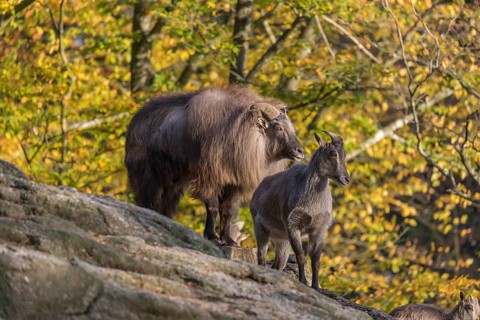 One adult female and one adult male Himalayan Tahr (Hemitragus jemlahicus) standing on rocks in a