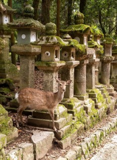 Kasuga-taisha shrine, Nara, Japan, Asia