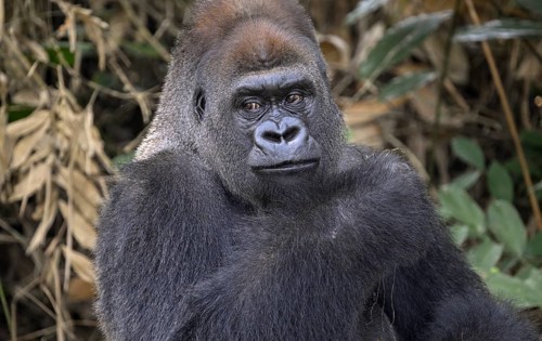 Western lowland gorilla (Gorilla gorilla gorilla), portrait, Réserve Lésio-Louna nature reserve,