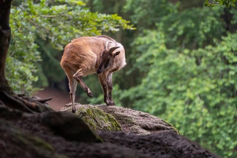 A female Himalayan tahr (Hemitragus jemlahicus) stands on a rock. A dense forest is in the