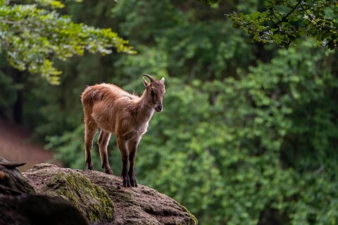 A female Himalayan tahr (Hemitragus jemlahicus) stands on a rock. A dense forest is in the