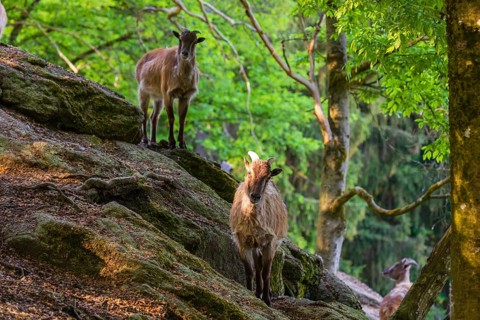 Two female Himalayan grays (Hemitragus jemlahicus) are standing on a rock in a green forest