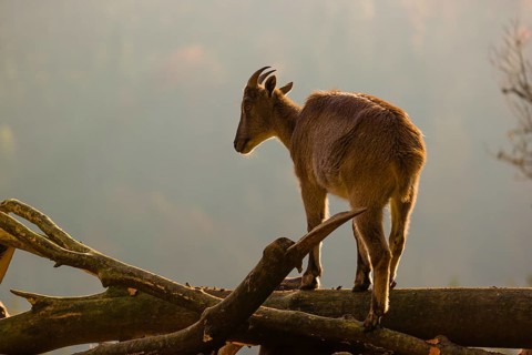 A female Himalayan tahr (Hemitragus jemlahicus) stands backlit on a fallen tree at a forest edge.