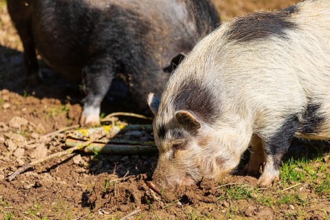 Two Minipigs, Sus scrofa domesticus, stand in a meadow, searching for food