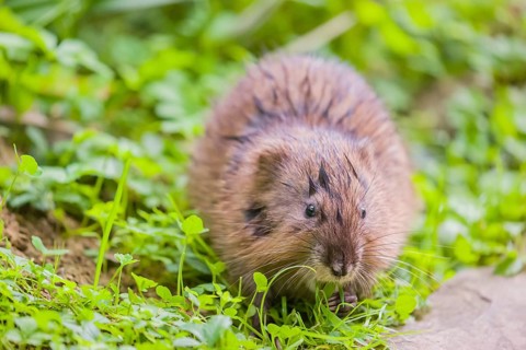 A young muskrat (Ondatra zibethicus) sits in a meadow, eating grass
