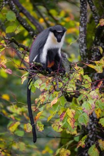 One adult Diana monkey (Cercopithecus diana) sits on a branch of a tree looking around