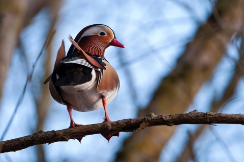 Mandarin duck (Aix galericulata), drake, sitting on a branch, high in a tree, Heiligenhaus, North