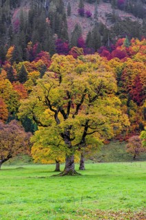 Trees with fall foliage at the Nature conservancy area Grosser Ahornboden. Sycamore maple trees,