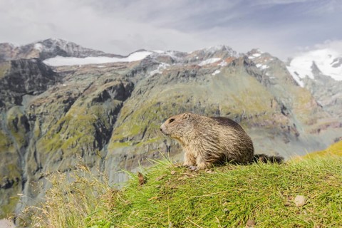 A young Alpine Marmot, Marmota marmota, rests on a grassy rim. Snow covered mountains are in the
