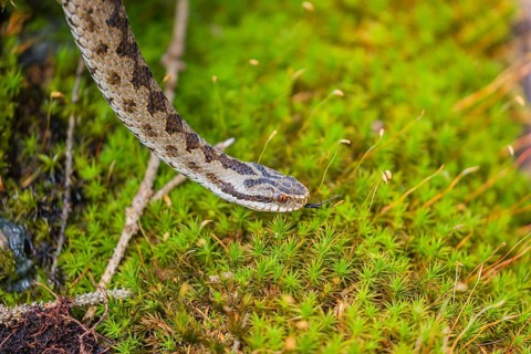 One Vipera berus, the common European adder or common European viper, creeps over moss and rocks