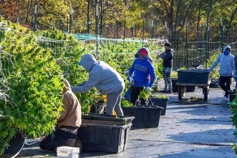 Paw Paw, Michigan, Migrant farmworkers harvest cannabis at Grasshopper Farms