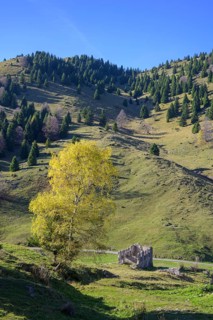 Autumn coloured birch near a ruin from the 1st World War, Pieve del Grappa, Province of Treviso,