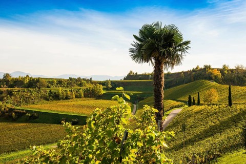Vineyards and winery with palm trees and cypresses in autumn, Blankenhornsberg, near Ihringen,