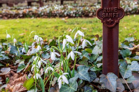 Snowdrops (Galanthus) blooming on a grave, war graves at the Trinitatisfriedhof Riesa, Saxony,