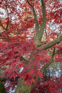 Japanese fan maple (Acer palmatum Trompenburg), autumn colours, Emsland, Lower Saxony, Germany,