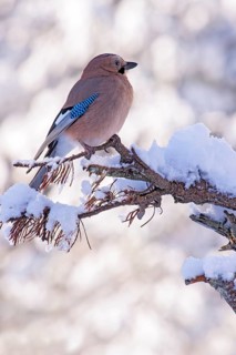 Eurasian jay (Garrulus glandarius), sitting on a branch, Terfens, Tyrol, Austria, Europe