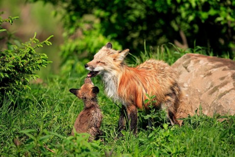 Red fox (Vulpus fulva), mother, young animal, social behaviour, Minnesota, USA, North America