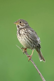 Corn bunting (Emberiza calandra, Miliaria calandra), sitting on a branch, Lake Neusiedl National