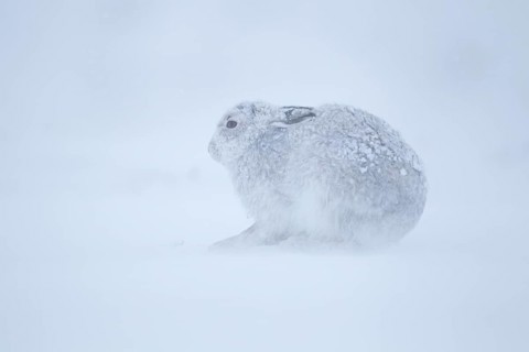 Mountain hare (Lepus timidus) adult animal in its winter coat resting on a snow covered mountain