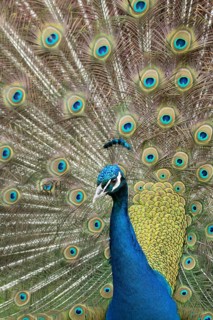 Indian peafowl or Peacock (Pavo cristatus) adult male bird displaying showing its tail feathers,