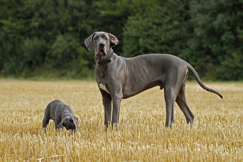 Great Dane