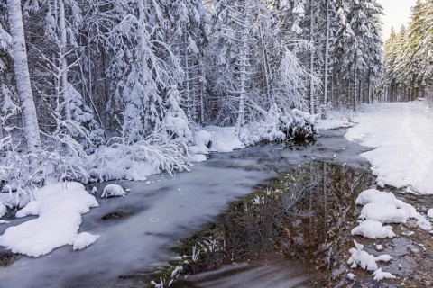 Frozen water puddle in a snowy spruce forest a cold winter day, Sweden, Europe