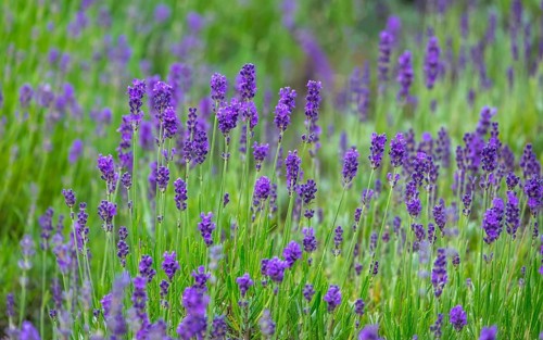 Lavender in bloom, North Rhine-Westphalia, Germany, Europe