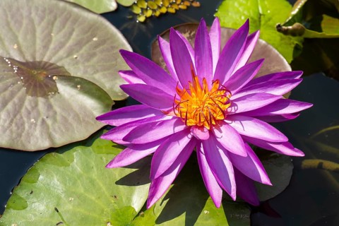 Hardy water lily (Nymphaea), Mrs Anderson, flowering, North Rhine-Westphalia, Germany, Europe