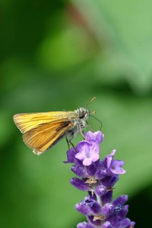 Large skipper (Ochlodes venatus), collecting nectar from a flower of Common lavender (Lavandula