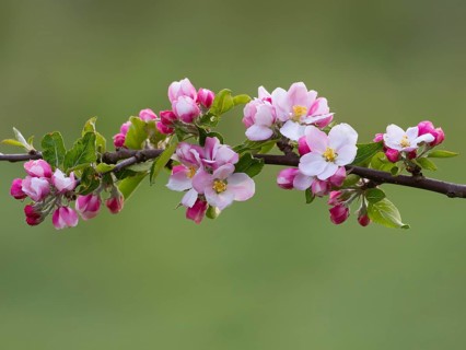 Apple blossom (Malus sp.) flowering along a branch of the tree, Hesse, Germany, Europe