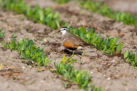 Eurasian dotterel (Eudromias morinellus), walking across a field planted with a commercial crop.