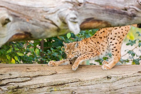 A Eurasian lynx (Lynx lynx) sharpens his claws on a dead tree lying on the ground
