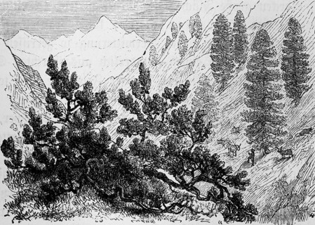 High mountain landscape with alpine vegetation with the shrubby dwarf pine (Pinus pumila) and Swiss