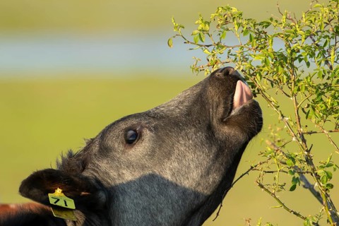 Domestic cattle or cow (Bos taurus) adult farm animal eating a wild rose bush in a hedgerow,