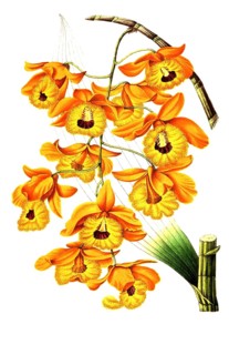 Dendrobium fimbriatum, from the orchid family, plant and flower, digitally reworked reproduction of