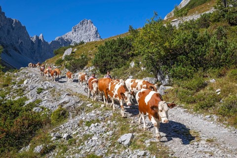 cattle seperation through the Stallental, behind it the Lamsenspitze, autumn, Stallental, Karwendel