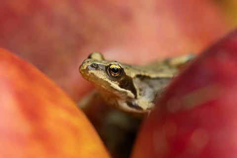 Common frog (Rana temporaria) adult amphibian amongst fallen apples in a garden in summer, England,