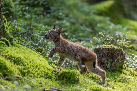 One young (10 weeks old) male Eurasian lynx, (Lynx lynx), walking over a mossy, wet forest floor.