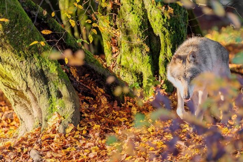 An adult male grey wolf (Canis lupus lupus) runs across a leaf covered meadow at the edge of the