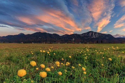 Troll flowers (Trollius europaeus), evening light, cloudy mood, autumn, autumn blossom, climate