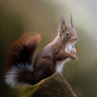 Eurasian squirrel (Sciurus) with unusual fur colour, tail with white stripe, standing on a mossy