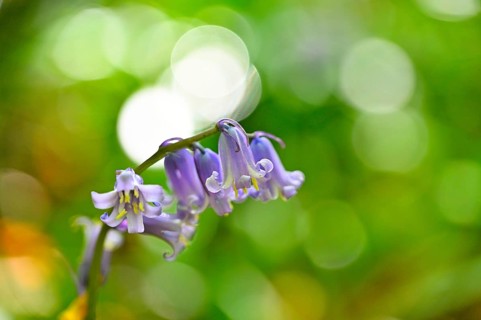 Flowering wood hyacinth (Hyacinthoides non-scripta), Lower Rhine, North Rhine-Westphalia, Germany,