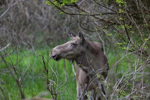 Moose (Alces alces) cow with trees and green grass around